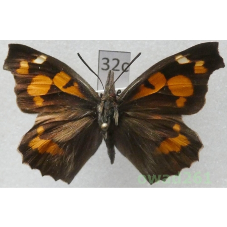 Libythea celtis (Laicharting, 1782) Greece32c